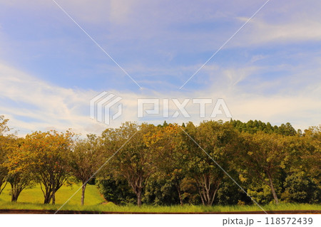 夕方の空 雲 樹木 夕方の空 雲 樹木 118572439