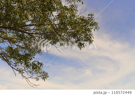 夕方の空 雲 樹木 夕方の空 雲 樹木 118572449