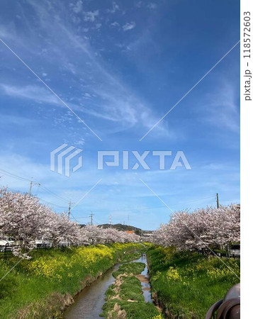 桜並木の小川 桜並木の小川 118572603