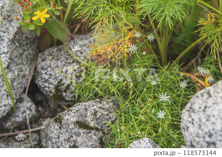 高山植物／岩の隙間の白いイワツメクサ【千畳敷カール】長野県・9月 118573144