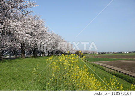 大樽川堤の桜並木。 大樽川堤の桜並木。 118573167