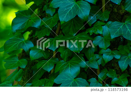 Ivy leaves. Green leafy background. Ivy leaves. Green leafy background. 118573198