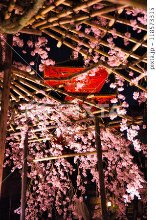 清水寺夜間特別拝観2023年桜の季節 清水寺夜間特別拝観2023年桜の季節 118573315