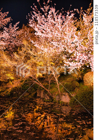 清水寺夜間特別拝観2023年桜の季節 清水寺夜間特別拝観2023年桜の季節 118573339
