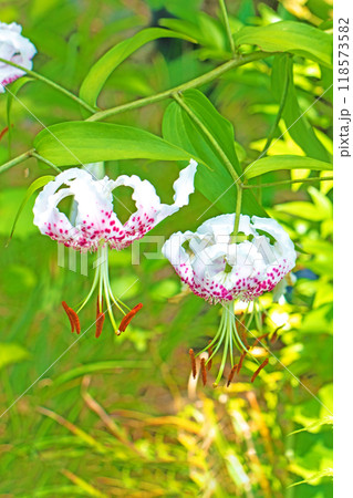 家の周りの草花　四季の色々　庭の片隅に白い花弁に赤い斑点の美しい百合の花が咲きました 118573582