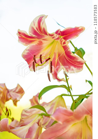 家の周りの草花 四季の色々 花壇を彩る 美しい可憐なヘメロカリス花が咲きました  家の周りの草花 四季の色々 花壇を彩る 美しい可憐なヘメロカリス花が咲きました  118573583