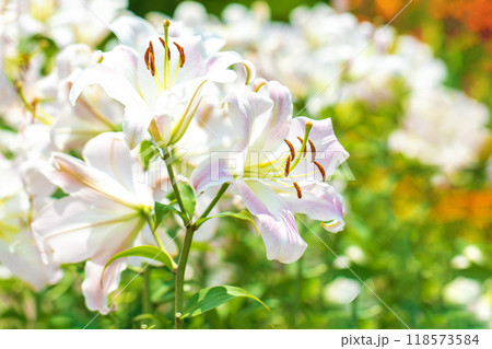 家の周りの草花　四季の色々　美しく清楚　可憐な花びらのピンクのユリが咲きました　 118573584
