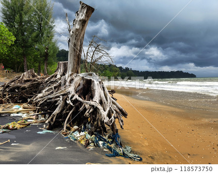 A tree stump is currently laying on the beach close to the ocean 118573750
