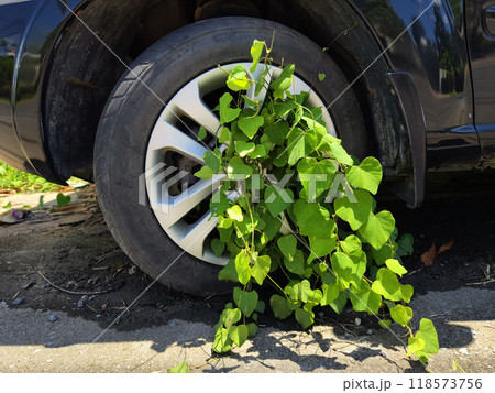 A black car that has a broken tire and is covered with leaves A black car that has a broken tire and is covered with leaves 118573756