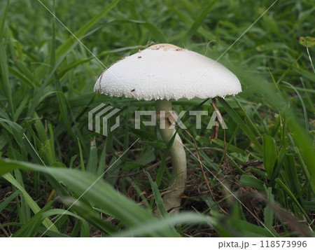 夏の雨上がりの荒川河川敷で見つけた白いキノコ 118573996