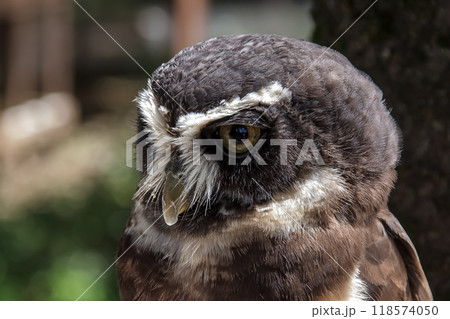 メガネを掛けているようなメガネフクロウ【フクロウ科】 メガネを掛けているようなメガネフクロウ【フクロウ科】 118574050
