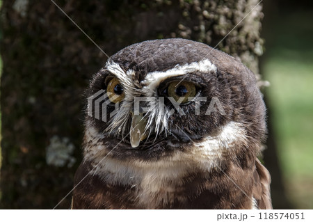 メガネを掛けているようなメガネフクロウ【フクロウ科】 118574051