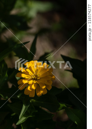 ヒャクニチソウの花びらのクローズアップ素材 ヒャクニチソウの花びらのクローズアップ素材 118574277