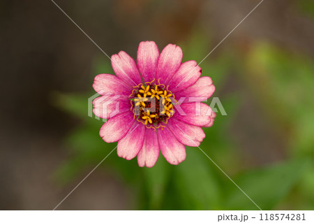 ヒャクニチソウの花びらのクローズアップ素材 ヒャクニチソウの花びらのクローズアップ素材 118574281