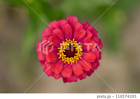 ヒャクニチソウの花びらのクローズアップ素材 118574285