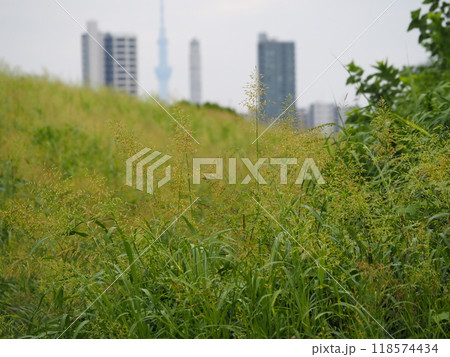 セイバンモロコシの繁茂する荒川河川敷の風景 118574434