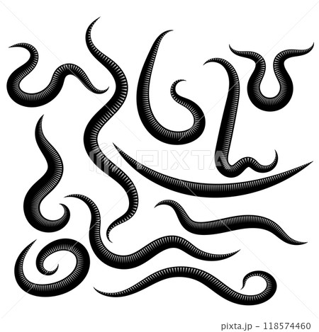 Vector Ascarid, Helminth, Pinworm, Threadworm. Set of Parasite Isolated on White Background 118574460