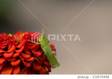 初秋の百日草 118574488