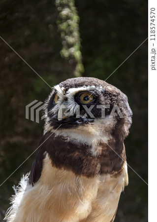 メガネを掛けているようなメガネフクロウ【フクロウ科】 メガネを掛けているようなメガネフクロウ【フクロウ科】 118574570