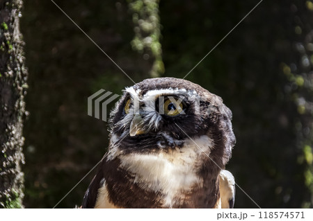 メガネを掛けているようなメガネフクロウ【フクロウ科】 メガネを掛けているようなメガネフクロウ【フクロウ科】 118574571
