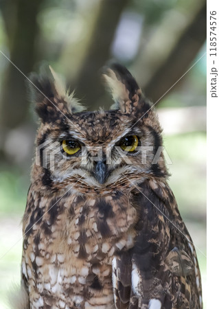 羽角が風に揺れ鮮やかな黄色い虹彩で何かを睨むアフリカワシミミズク 118574576