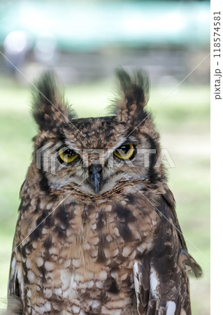 羽角が風に揺れ鮮やかな黄色い虹彩で何かを睨むアフリカワシミミズク 118574581