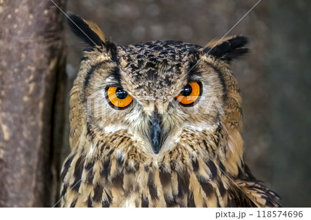 精悍な目付きで何かを睨むベンガルワシミミズク[ フクロウ】 118574696