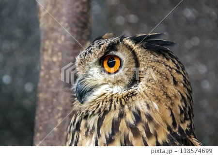 精悍な目付きで何かを睨むベンガルワシミミズク[ フクロウ】 118574699
