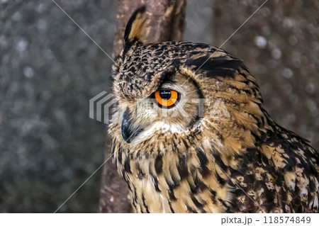 精悍な目付きで何かを睨むベンガルワシミミズク[ フクロウ】 118574849