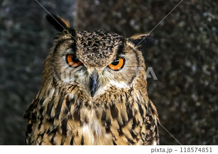精悍な目付きで何かを睨むベンガルワシミミズク[ フクロウ】 精悍な目付きで何かを睨むベンガルワシミミズク[ フクロウ】 118574851