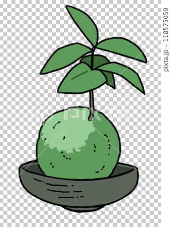 Kokedama 118575059