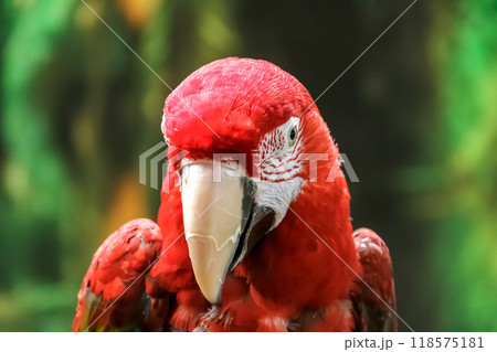 ベニコンゴウインコの顔立ち 118575181