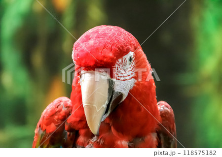 ベニコンゴウインコの顔立ち 118575182