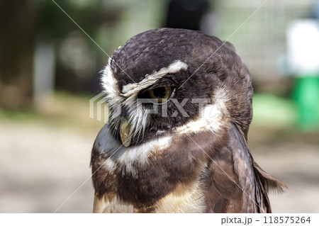 メガネを掛けているようなメガネフクロウ【フクロウ科】 118575264