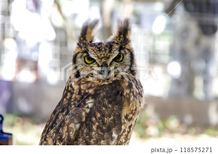 羽角が風に揺れ鮮やかな黄色い虹彩で何かを睨むアフリカワシミミズク 羽角が風に揺れ鮮やかな黄色い虹彩で何かを睨むアフリカワシミミズク 118575271