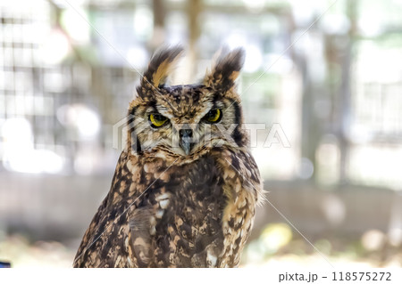 羽角が風に揺れ鮮やかな黄色い虹彩で何かを睨むアフリカワシミミズク 羽角が風に揺れ鮮やかな黄色い虹彩で何かを睨むアフリカワシミミズク 118575272