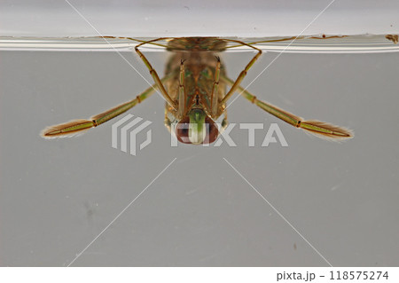マツモムシ Notonecta triguttata マツモムシ Notonecta triguttata 118575274