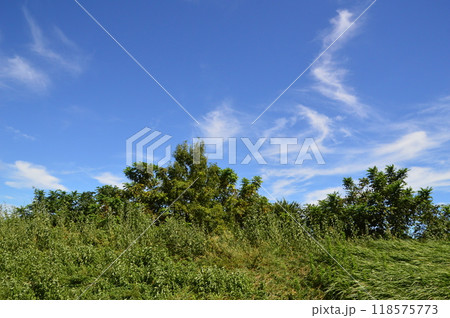 浅川土手の夏空 八王子市 浅川土手の夏空 八王子市 118575773