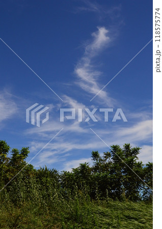 浅川土手の夏空 八王子市 浅川土手の夏空 八王子市 118575774