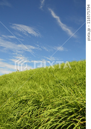 浅川土手の夏空 八王子市 浅川土手の夏空 八王子市 118575794