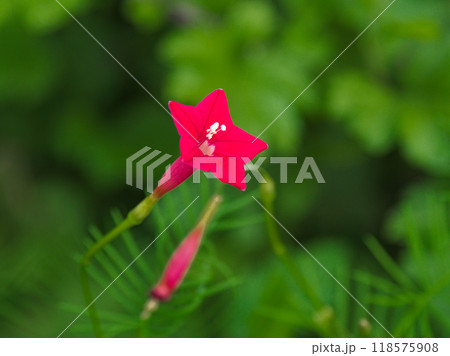 ヒルガオ科ルコウソウの赤い花　 118575908
