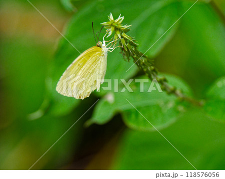 ヒユ科イノコヅチ訪花昆虫シロチョウ科キタキチョウ 118576056