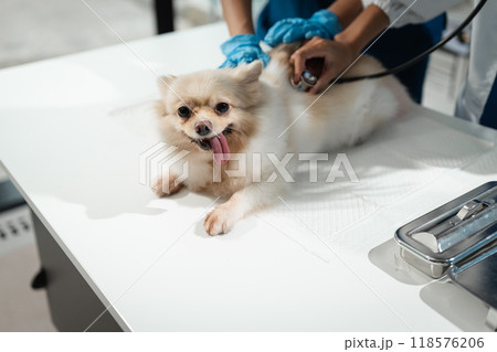 Examine the veterinarian's breath in work clothes, listen to the breath of a small dog, veterinary clinic, pet care concept. 118576206