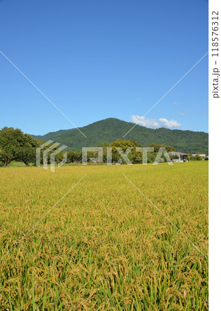 三輪山と収穫を迎えた田んぼ 118576312