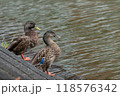 池の畔で休むカルガモ 118576342