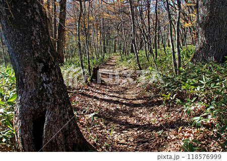 晩秋の戦場ヶ原自然研究路（小田代ヶ原）【栃木県日光市】 118576999