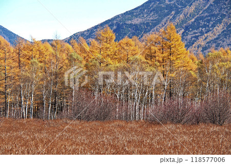 晩秋の戦場ヶ原自然研究路(小田代ヶ原)【栃木県日光市】 晩秋の戦場ヶ原自然研究路(小田代ヶ原)【栃木県日光市】 118577006