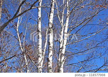 晩秋の戦場ヶ原自然研究路（小田代ヶ原）【栃木県日光市】 118577008