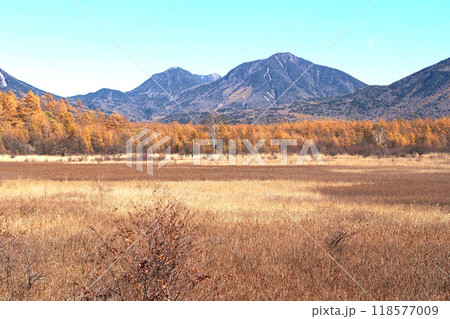 晩秋の戦場ヶ原自然研究路（小田代ヶ原）【栃木県日光市】 118577009