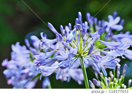 青色のアガパンサスの花（夏、六月） 118577031